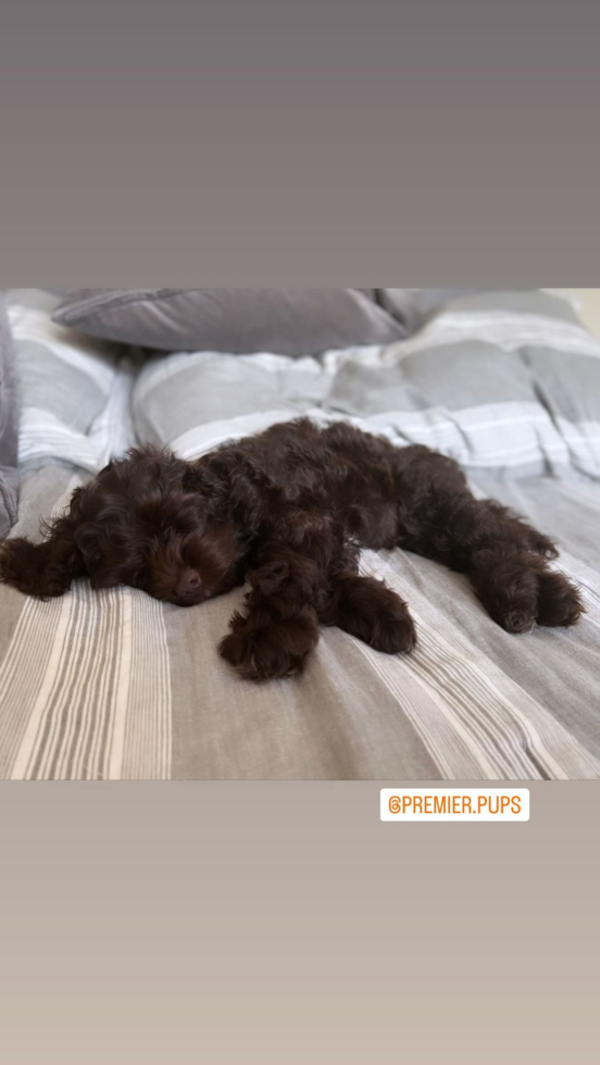 Fluffy Cockapoo Poodle Mix Pup