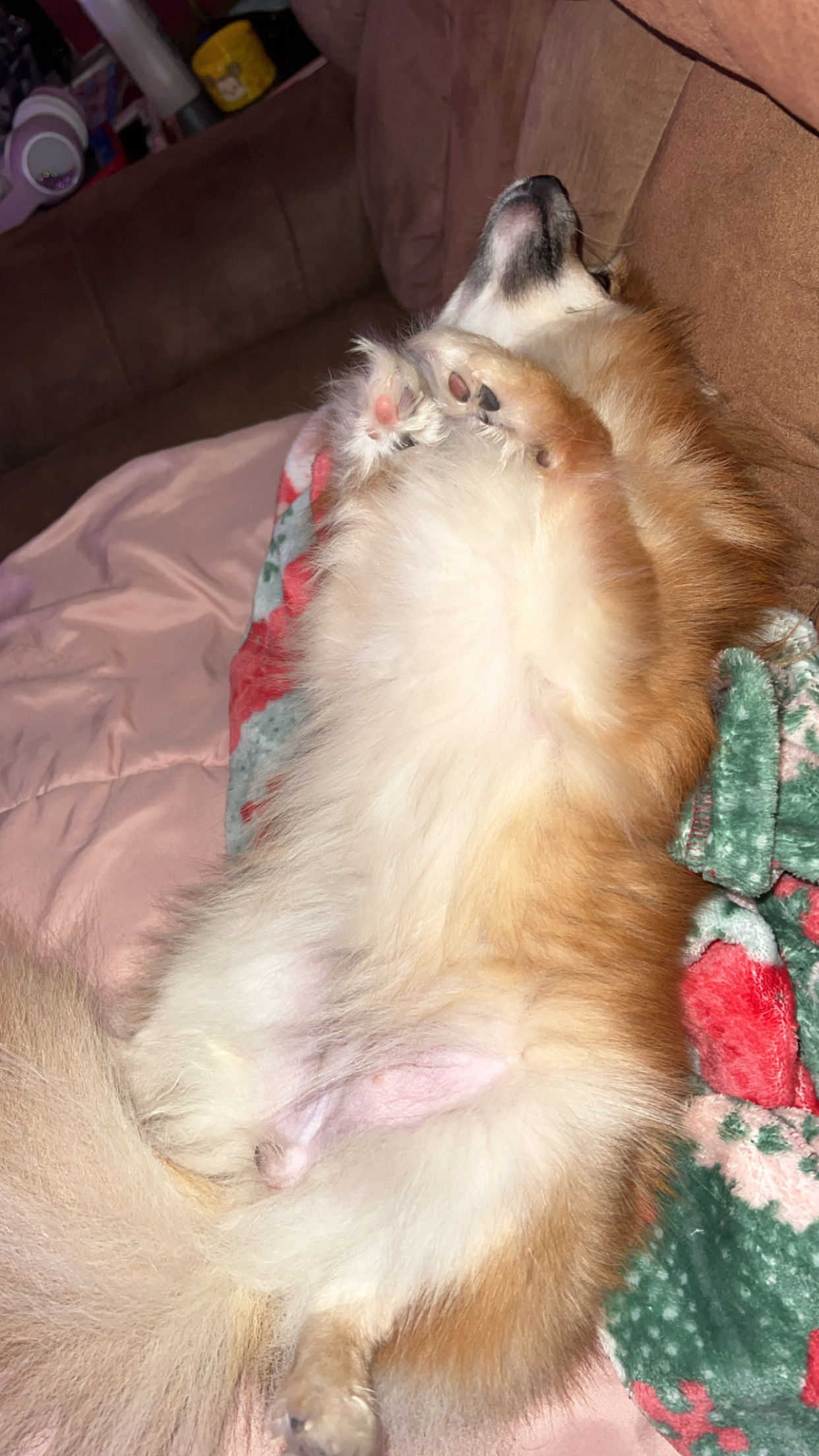 Fluffy Pomeranian Purebred Puppy