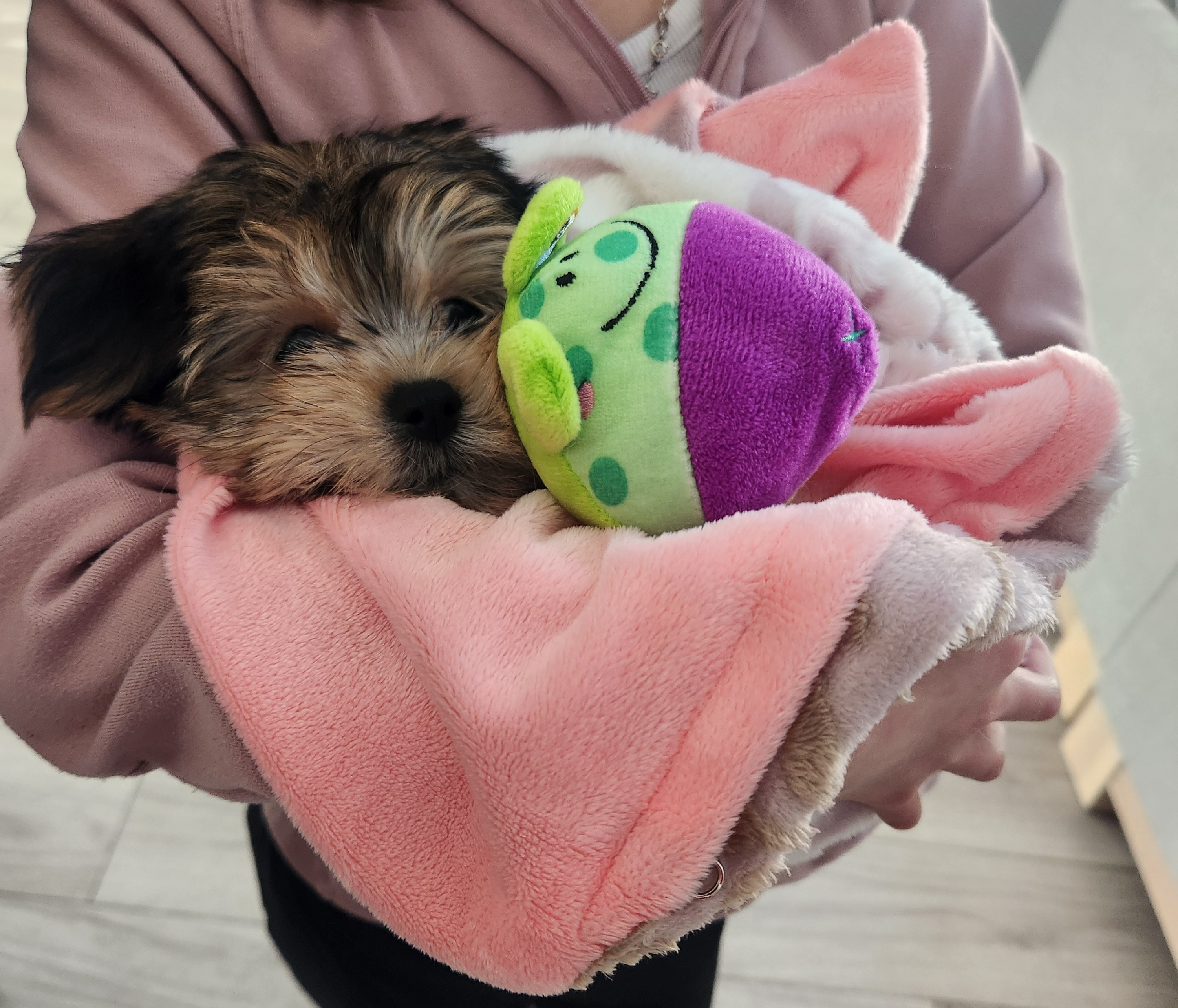 Small Morkie Baby