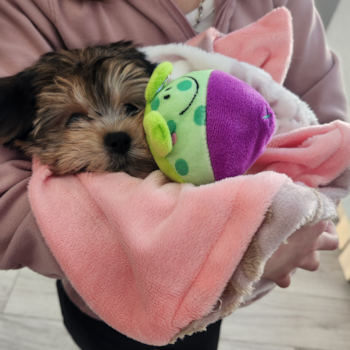 Morkie Being Cute