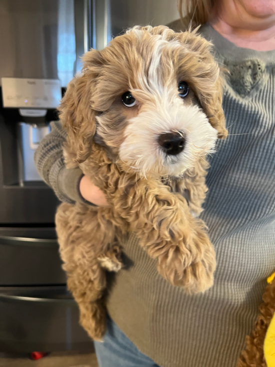 Mini Goldendoodle