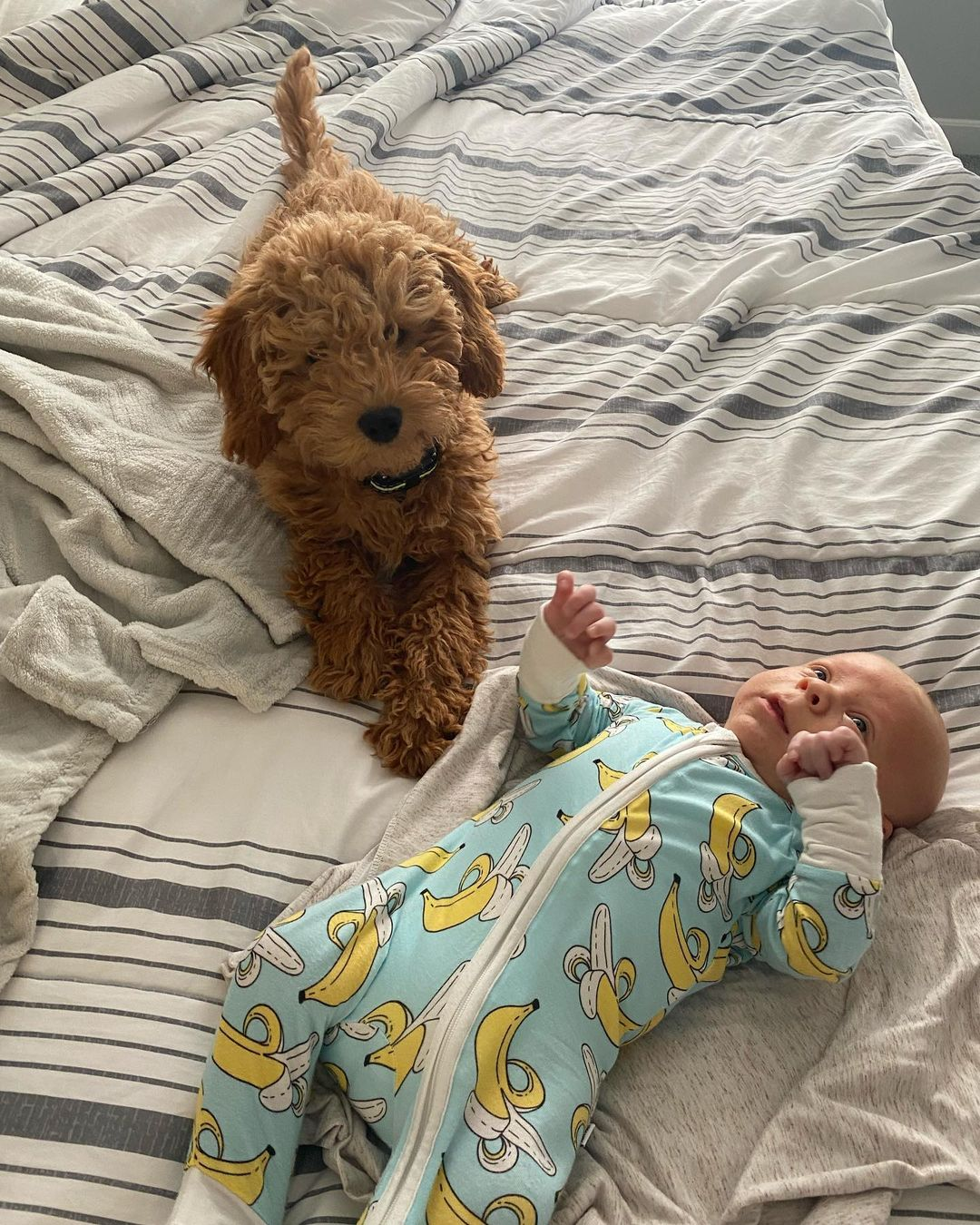 Friendly Mini Goldendoodle Baby