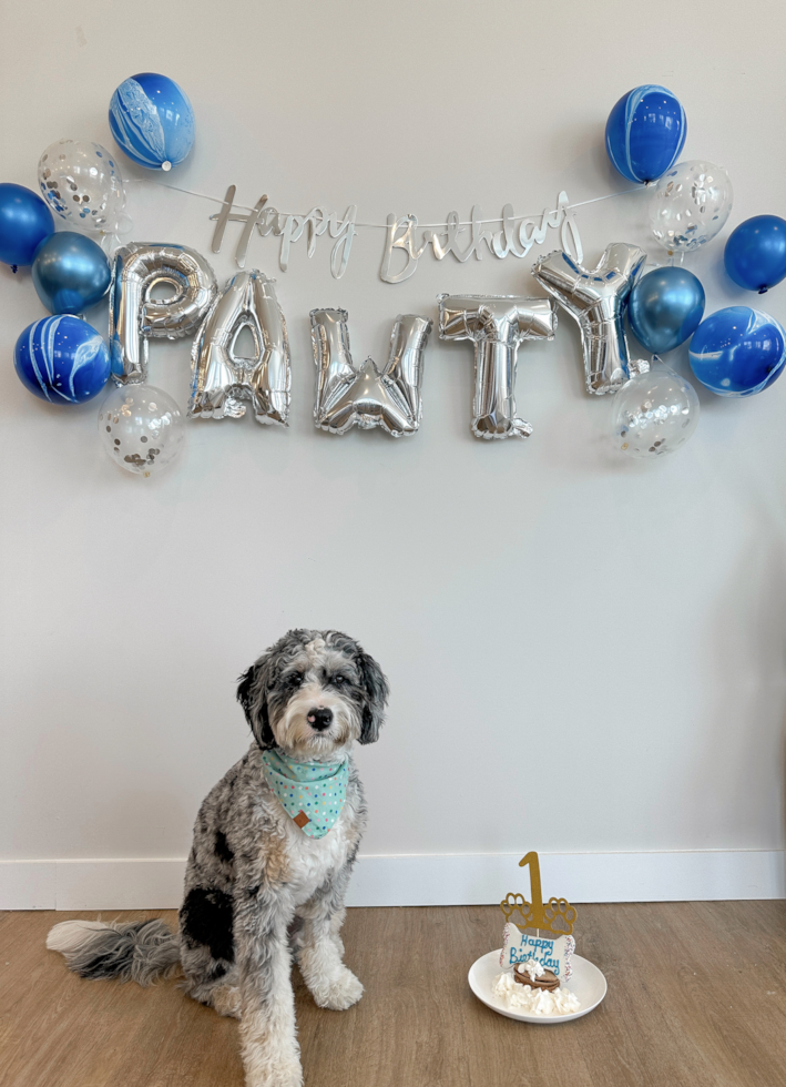Small Mini Bernedoodle Pup in