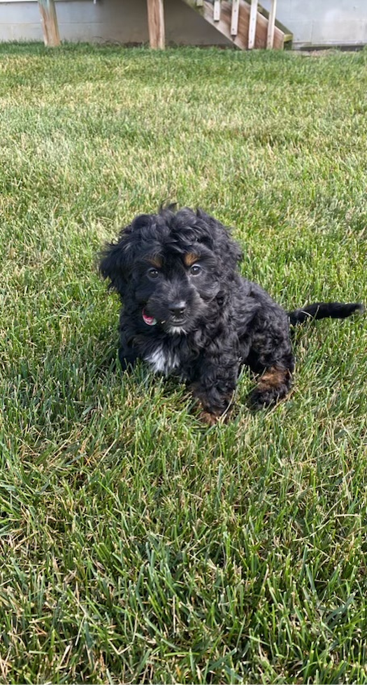 Pickerington Cockapoo Pup