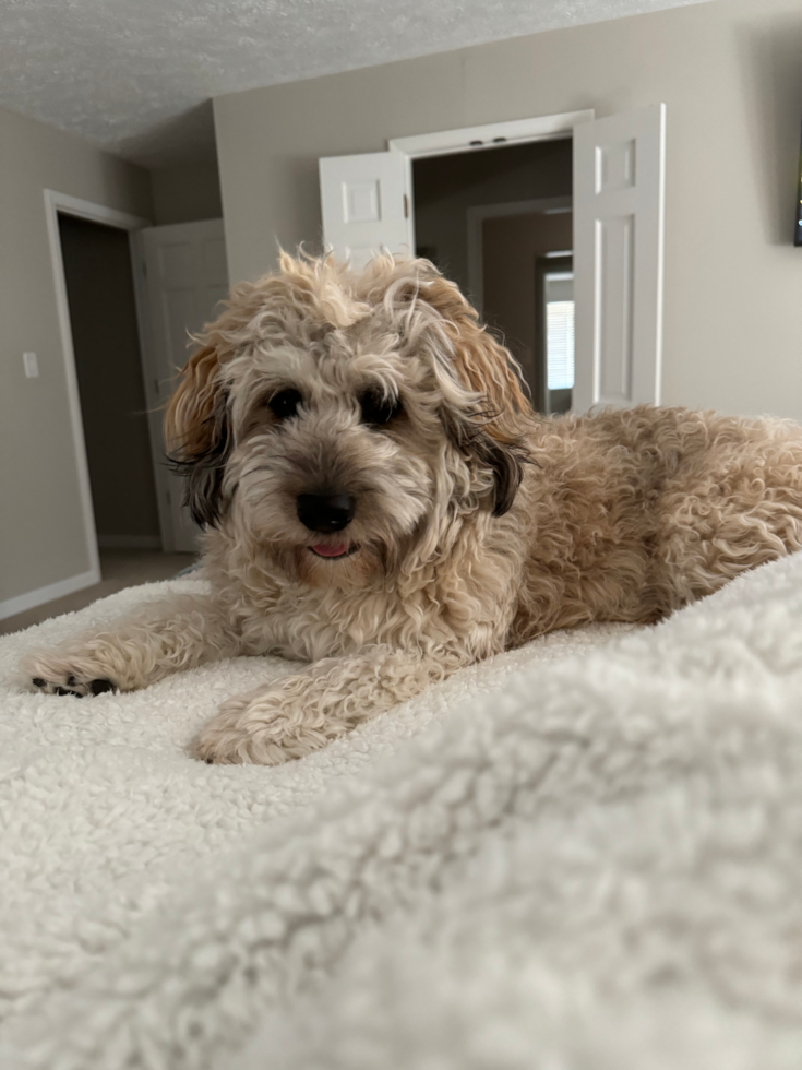 Mini Labradoodle Being Cute