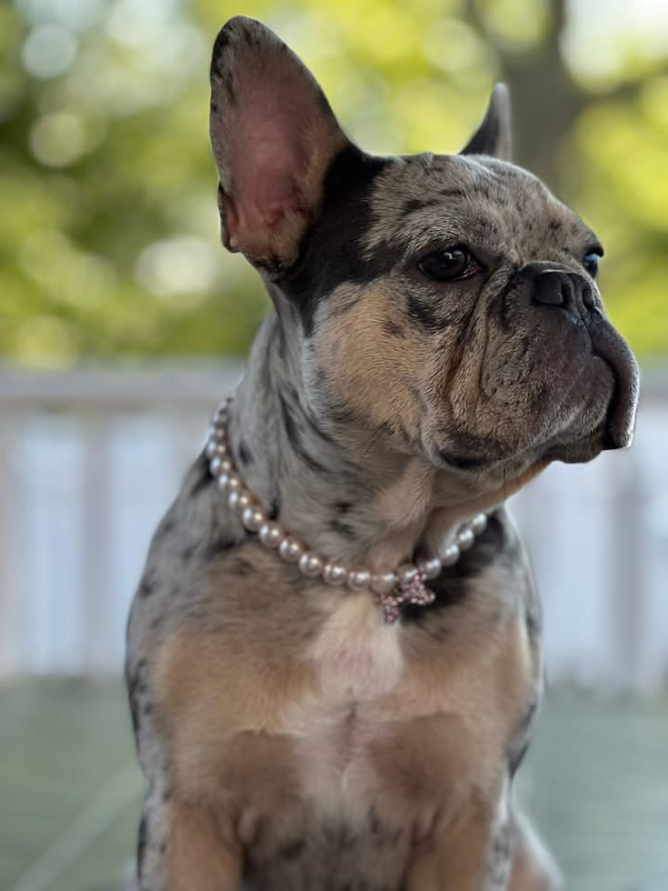 Popular French Bulldog Pup