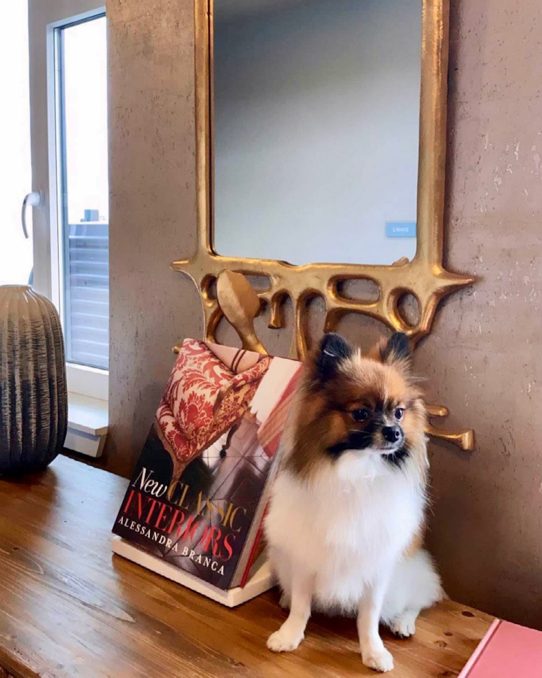 Portland Pomeranian Pup