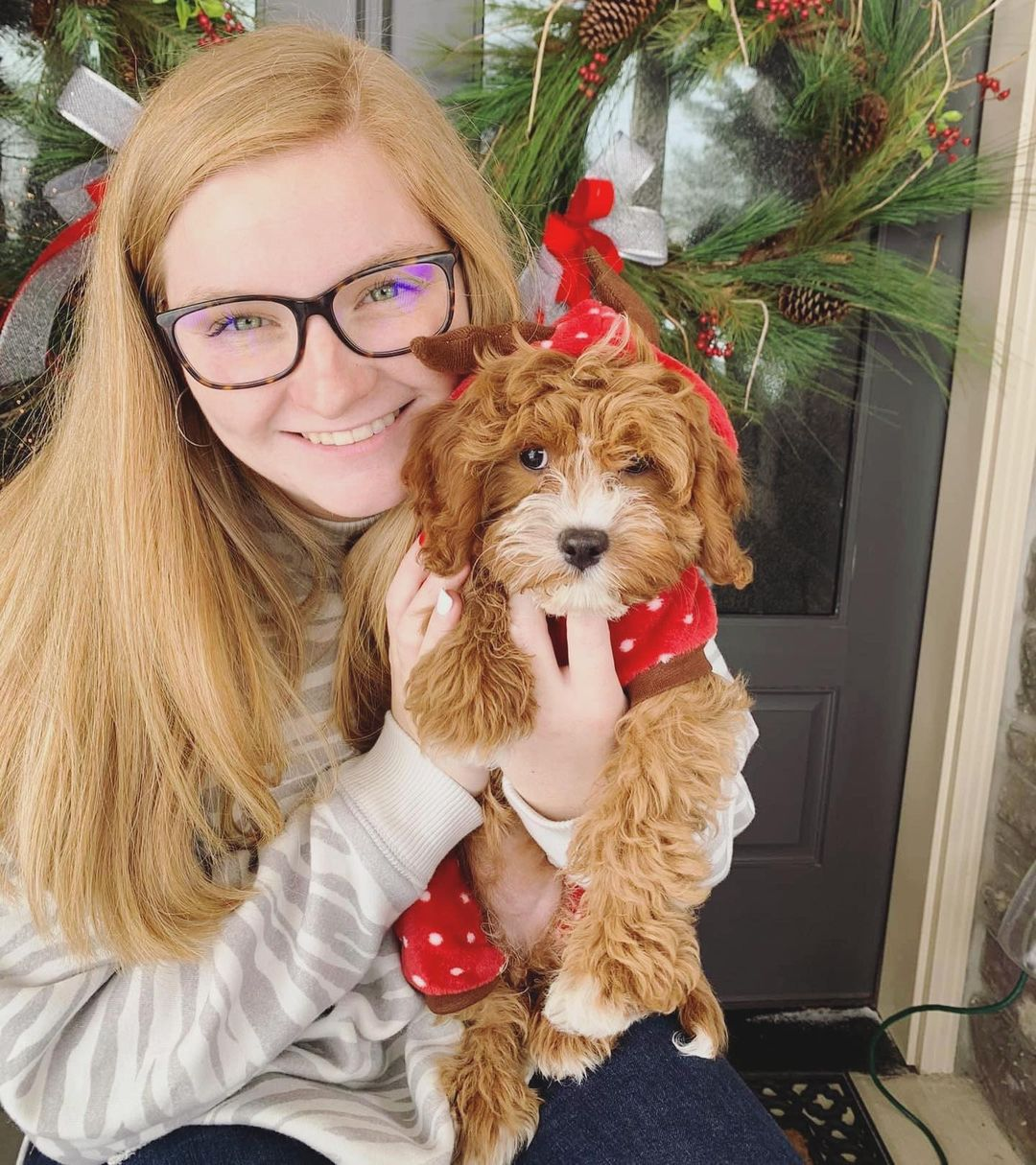 Smart Cavapoo Poodle Mix Pup