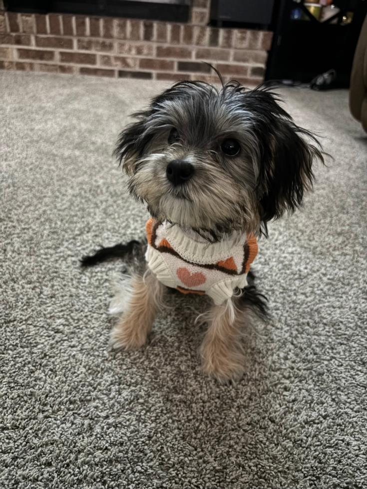 Morkie Pup