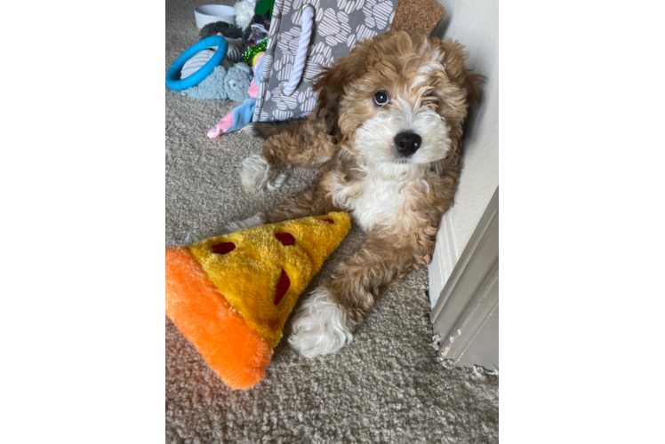 Mini Bernedoodle Pup Being Cute