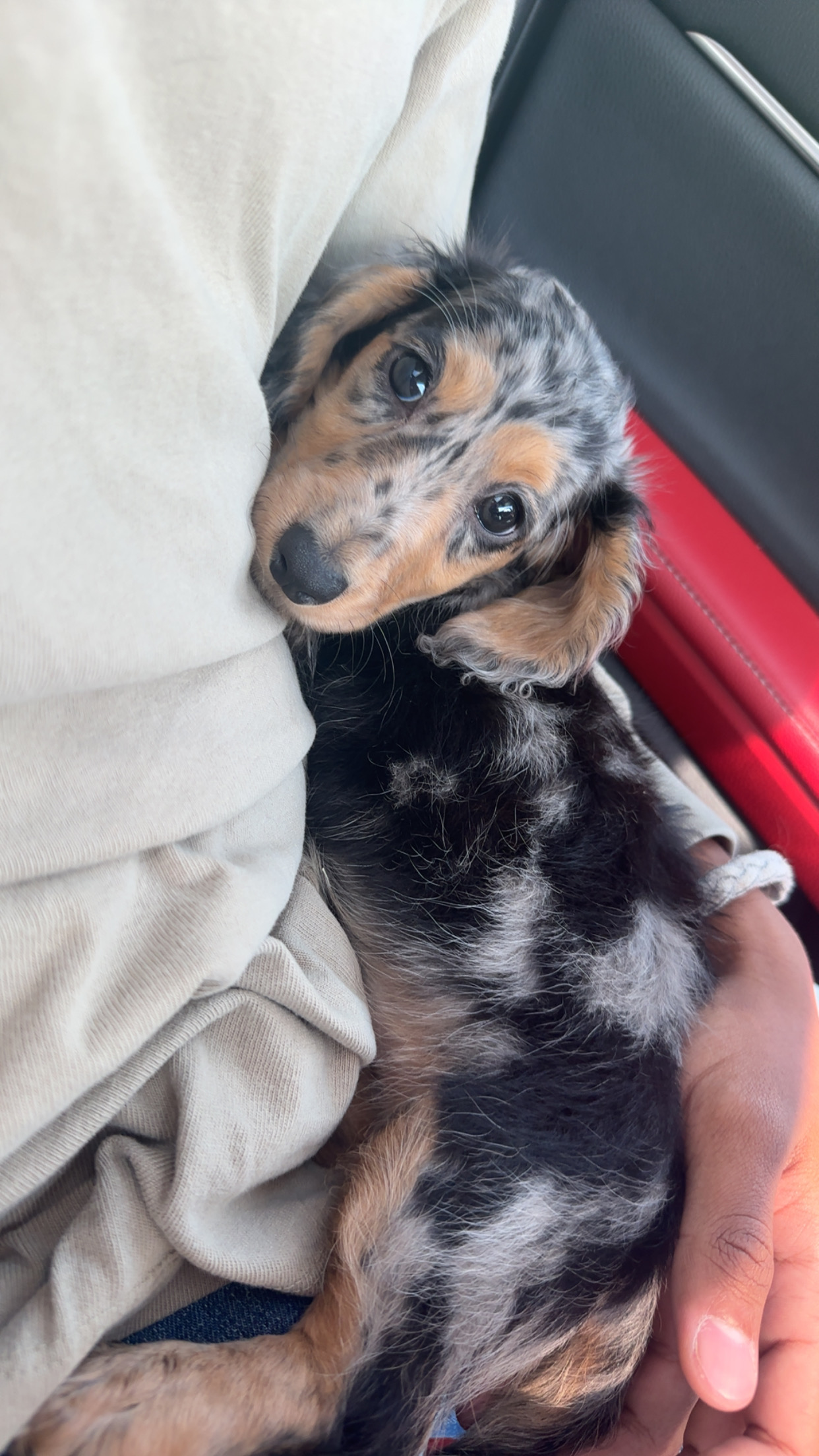 Dachshund Pup Being Cute