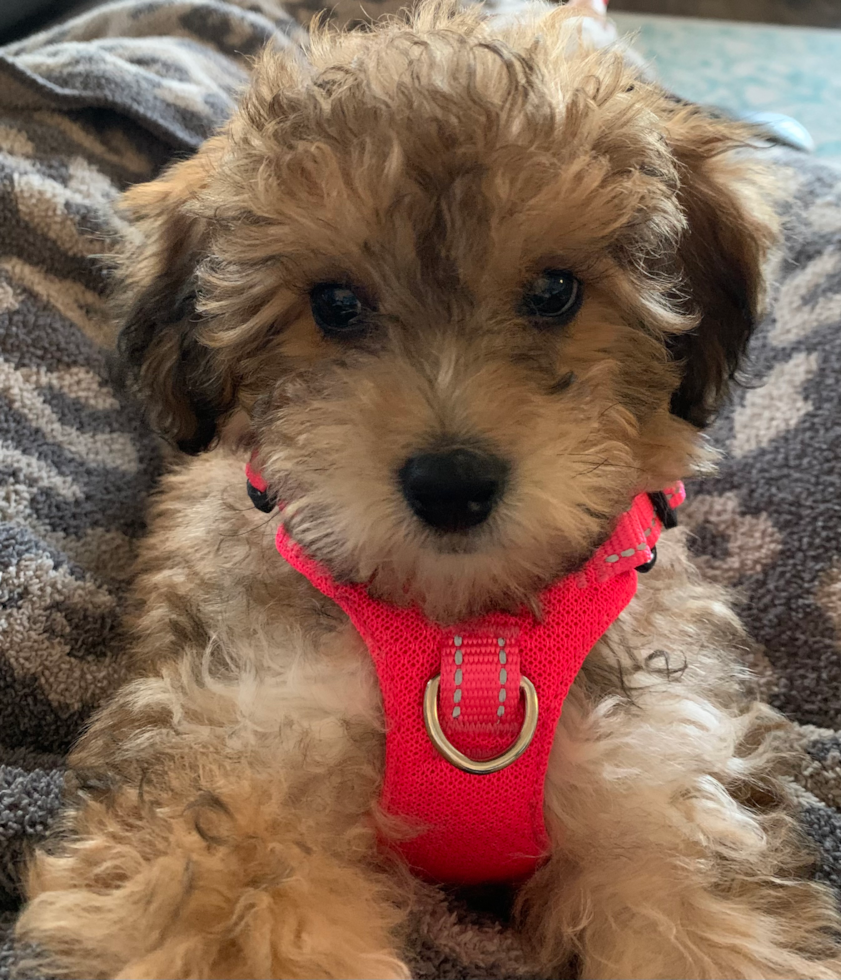 Playful Havadoodle Poodle Mix Pup