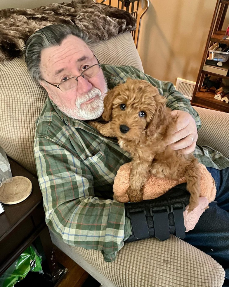 Mini Goldendoodle Being Cute