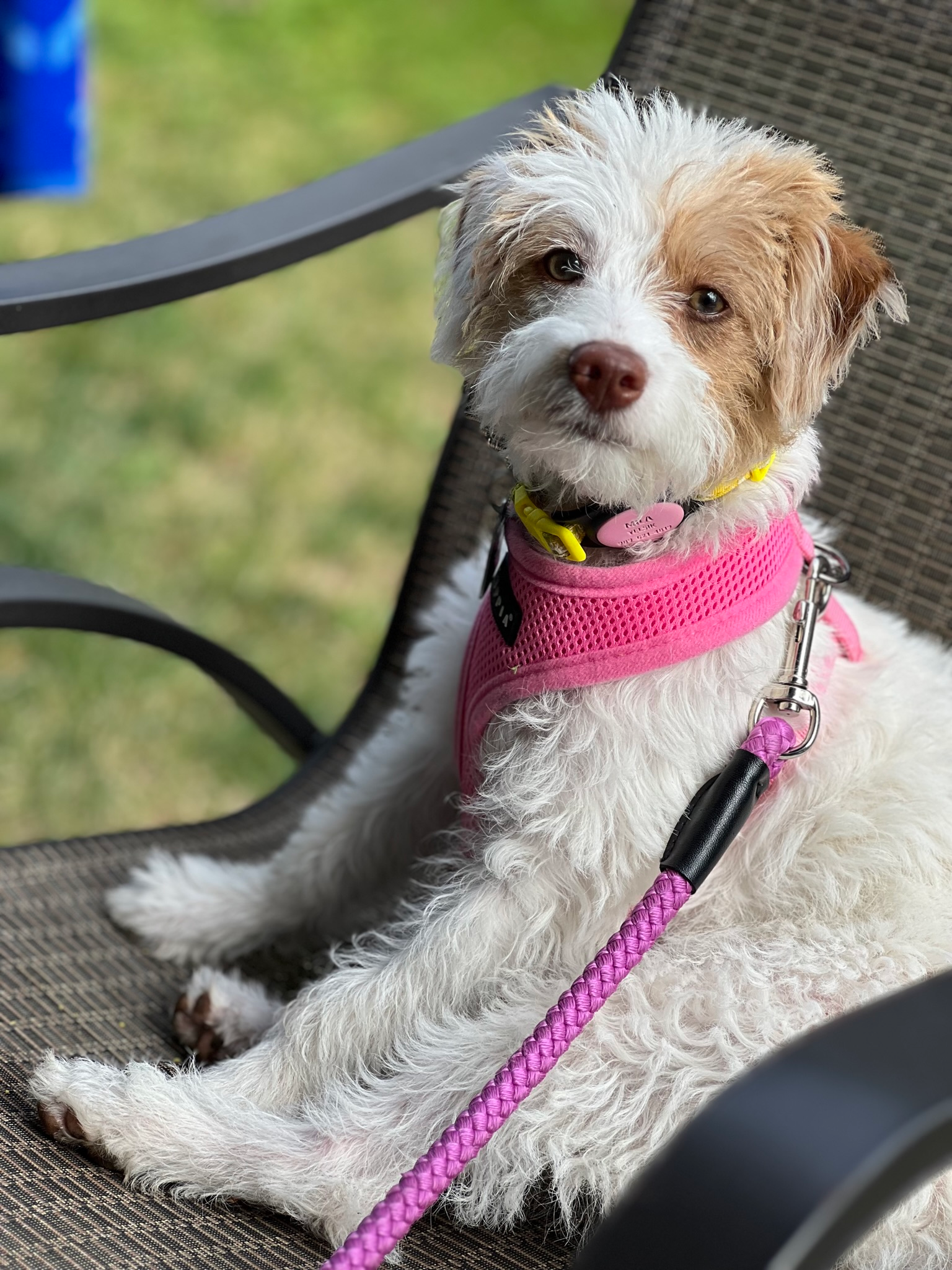 Smart Mini Labradoodle Poodle Mix Pup