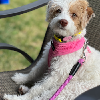 Playful Labrador Poodle Mix Pup
