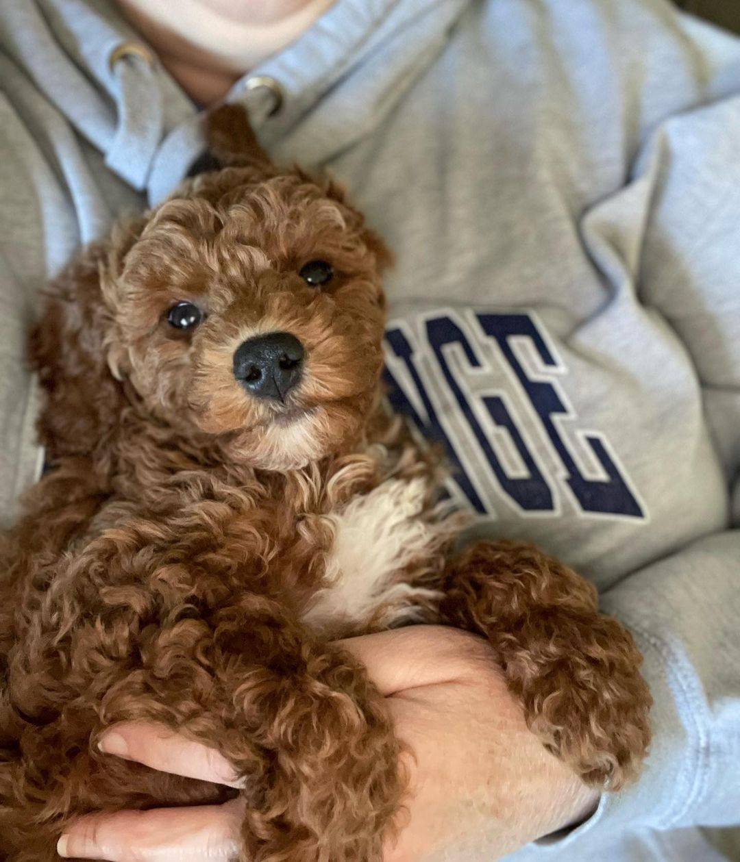 Best Mini Goldendoodle Baby