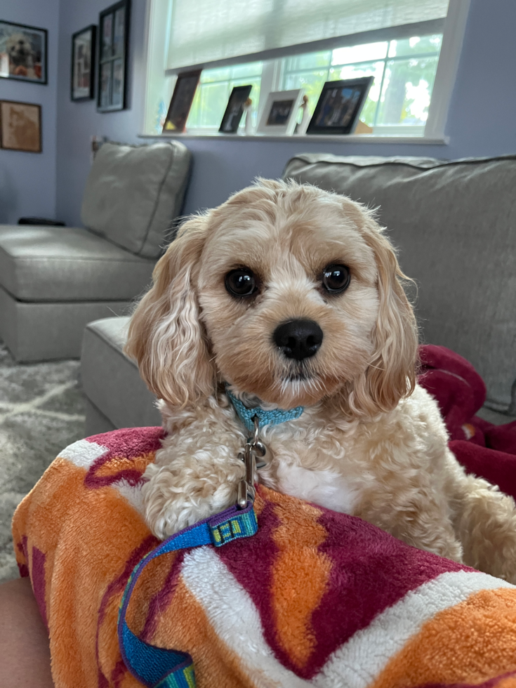 Playful Cavalier Designer Pup