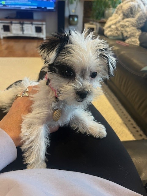 Energetic Yorkie Designer Puppy