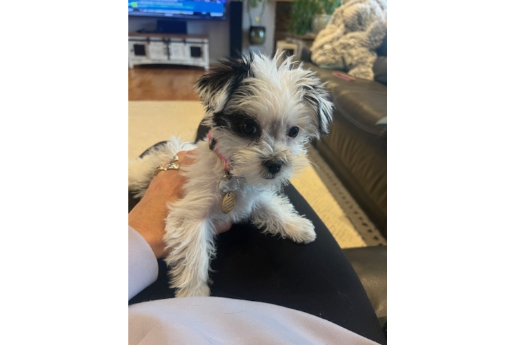 Energetic Yorkie Designer Puppy