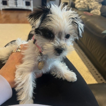 Morkie Being Cute