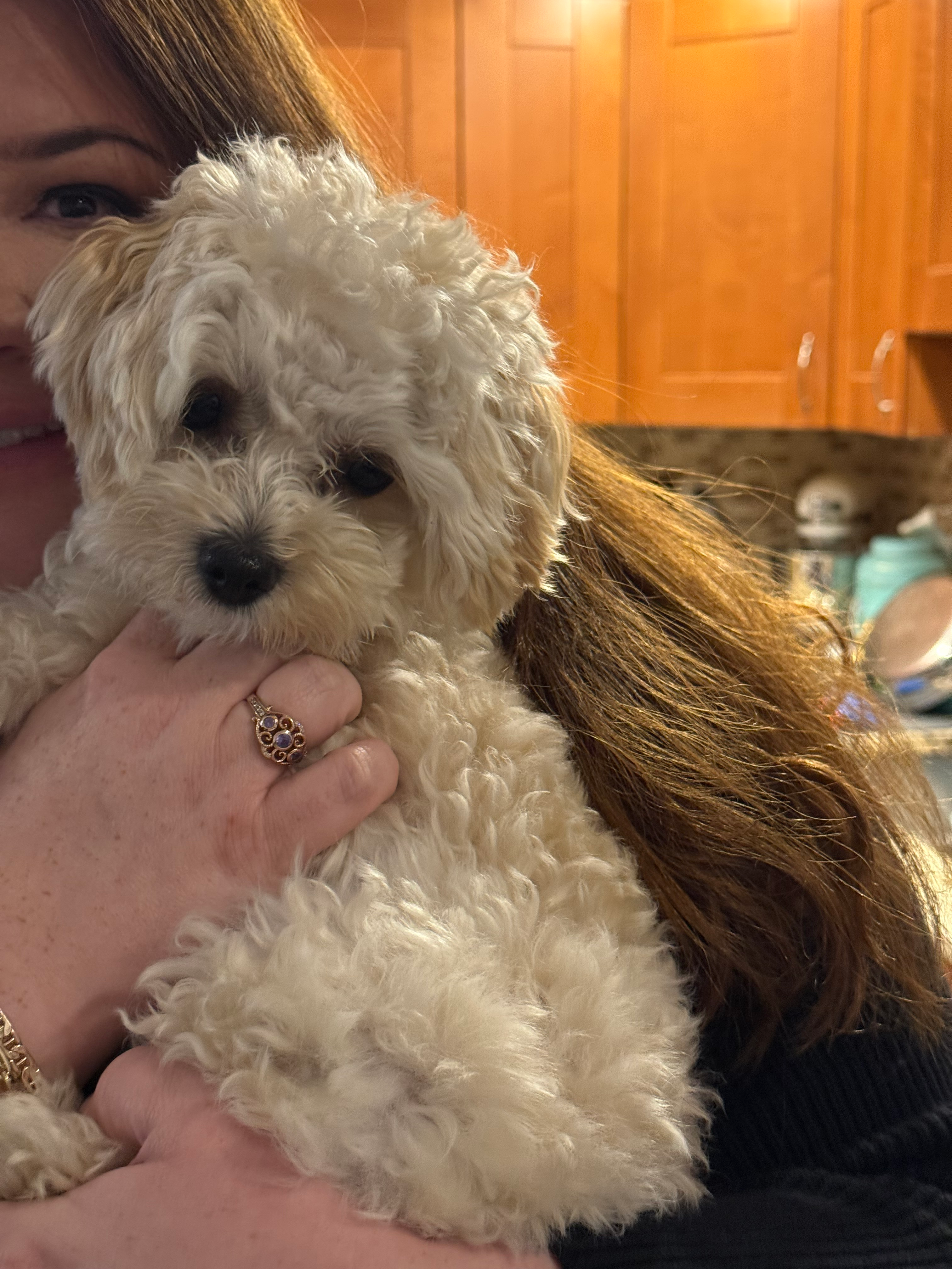Maltipoo Pup Being Cute