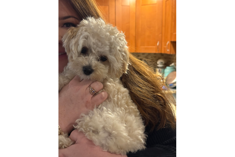 Maltipoo Pup Being Cute