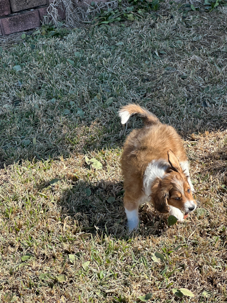 Little Cavoodle Poodle Mix Pup