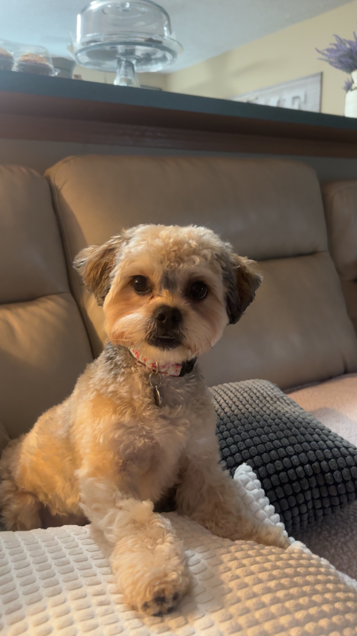 Teddy Bear Pup Being Cute