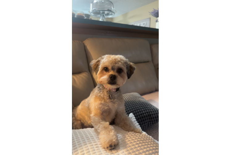 Teddy Bear Pup Being Cute