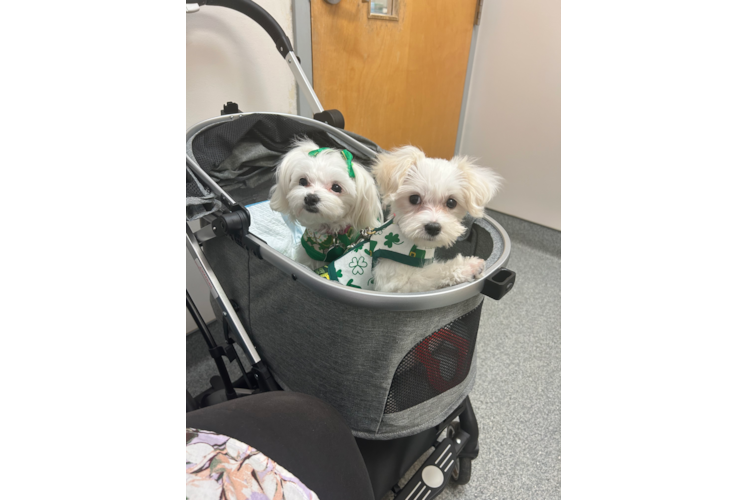 Maltese Pup Being Cute