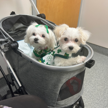 Adorable Maltese Purebred Pup