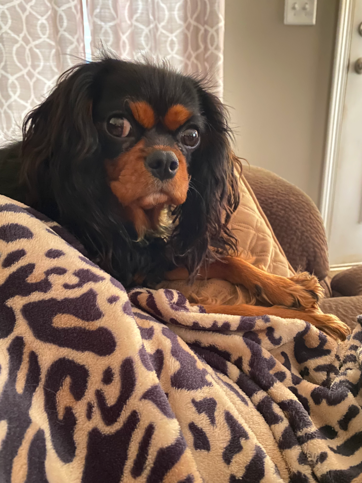 Sweet Cavalier King Charles Spaniel Purebred Pup
