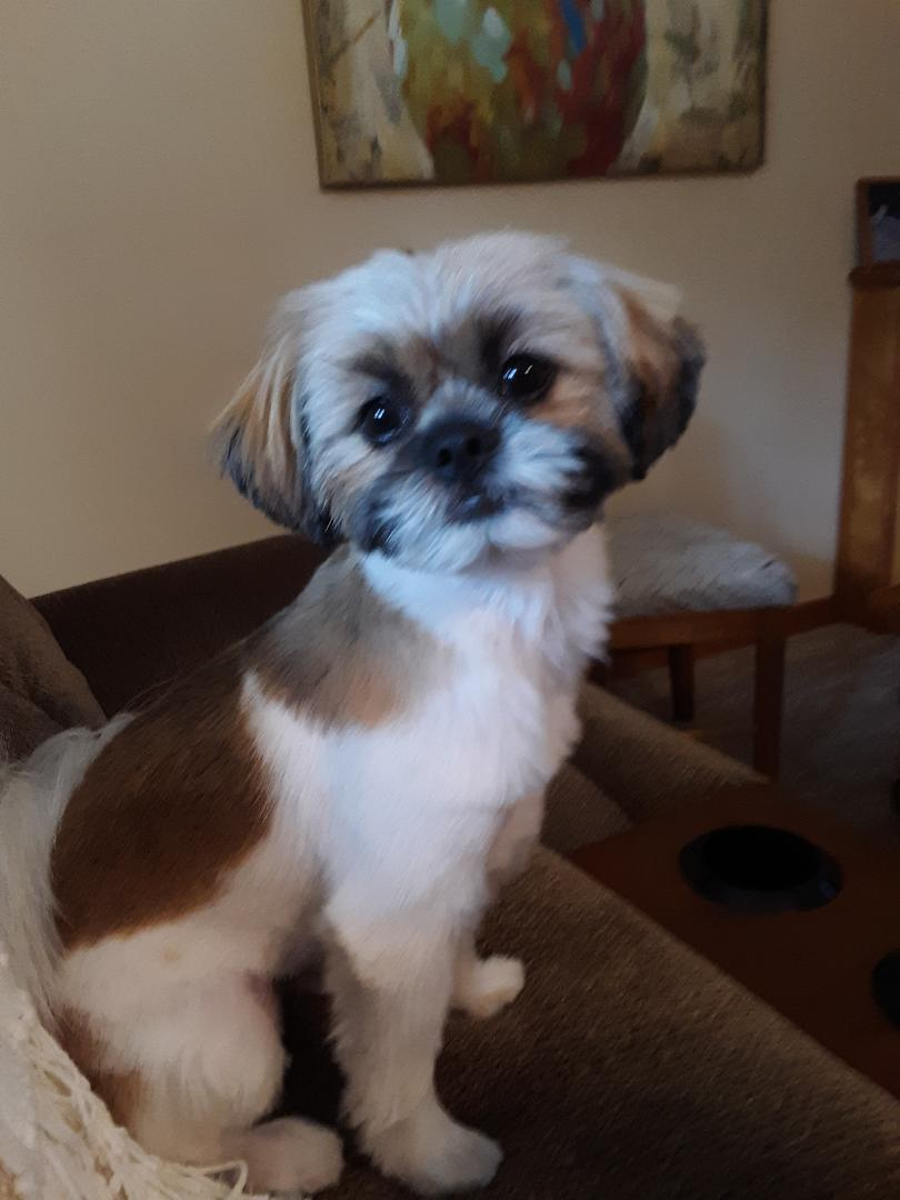 Shih Pom Puppy for Adoption