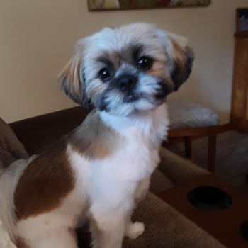 Happy Shih Pom Pup in Galloway NJ