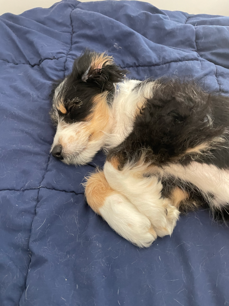 Suffolk Mini Bernedoodle Pup