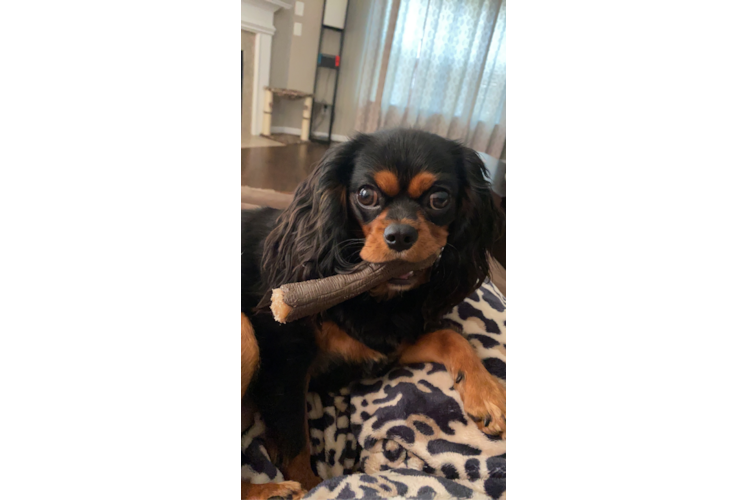 Fluffy Cavalier King Charles Spaniel Purebred Puppy