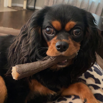 Belton Cavalier King Charles Spaniel Pup