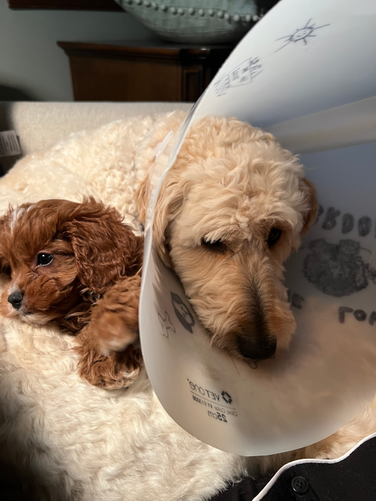 Energetic Cavoodle Poodle Mix Pup