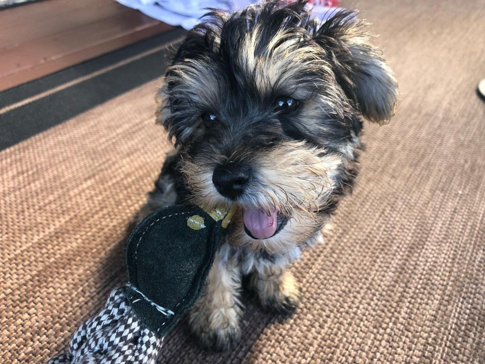 Holland Yorkie Chon Pup