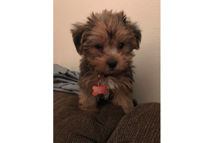 Shorkie Puppy for Adoption