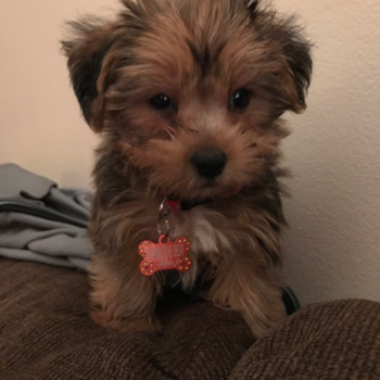 Friendly Shorkie Pup in Huntington IN
