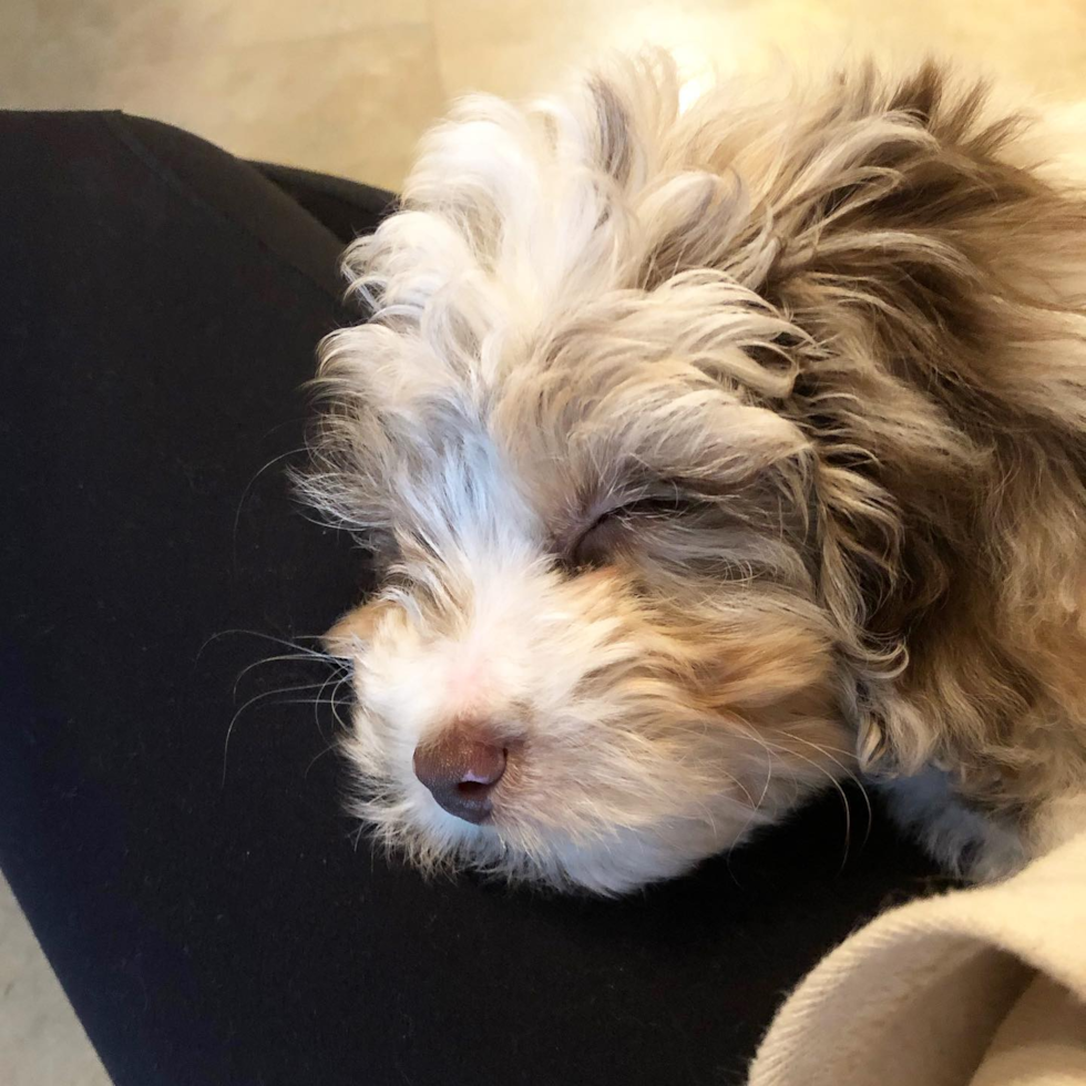 Mini Aussiedoodle Being Cute