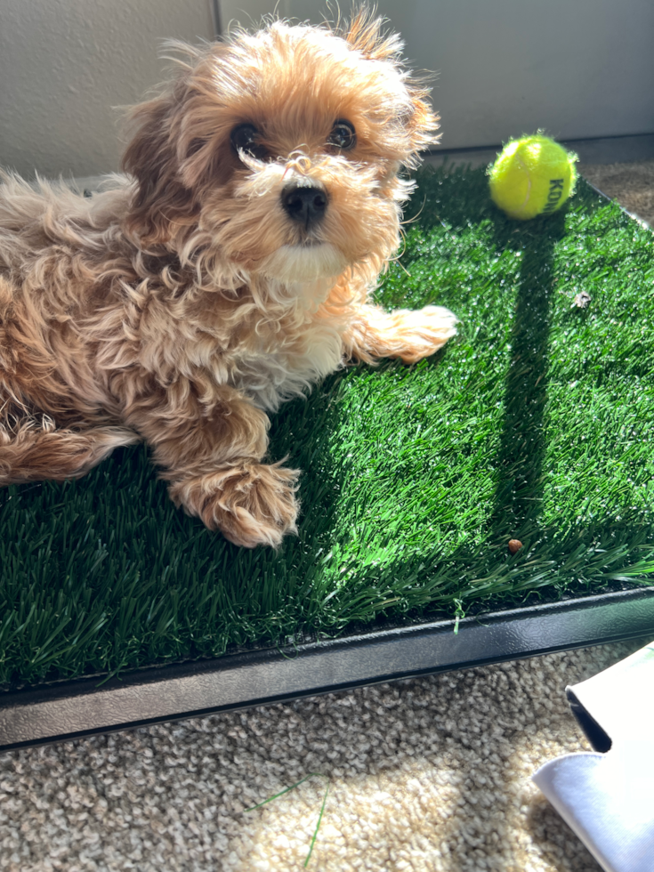 Hypoallergenic Maltepoo Poodle Mix Pup