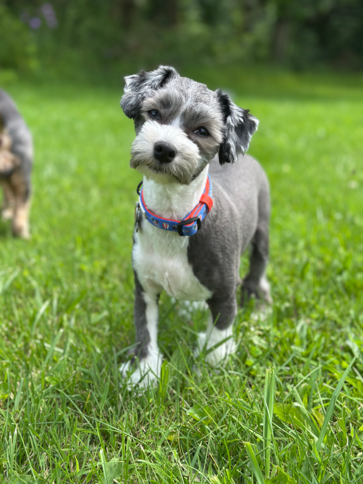 Hypoallergenic Havanese Purebred Pup