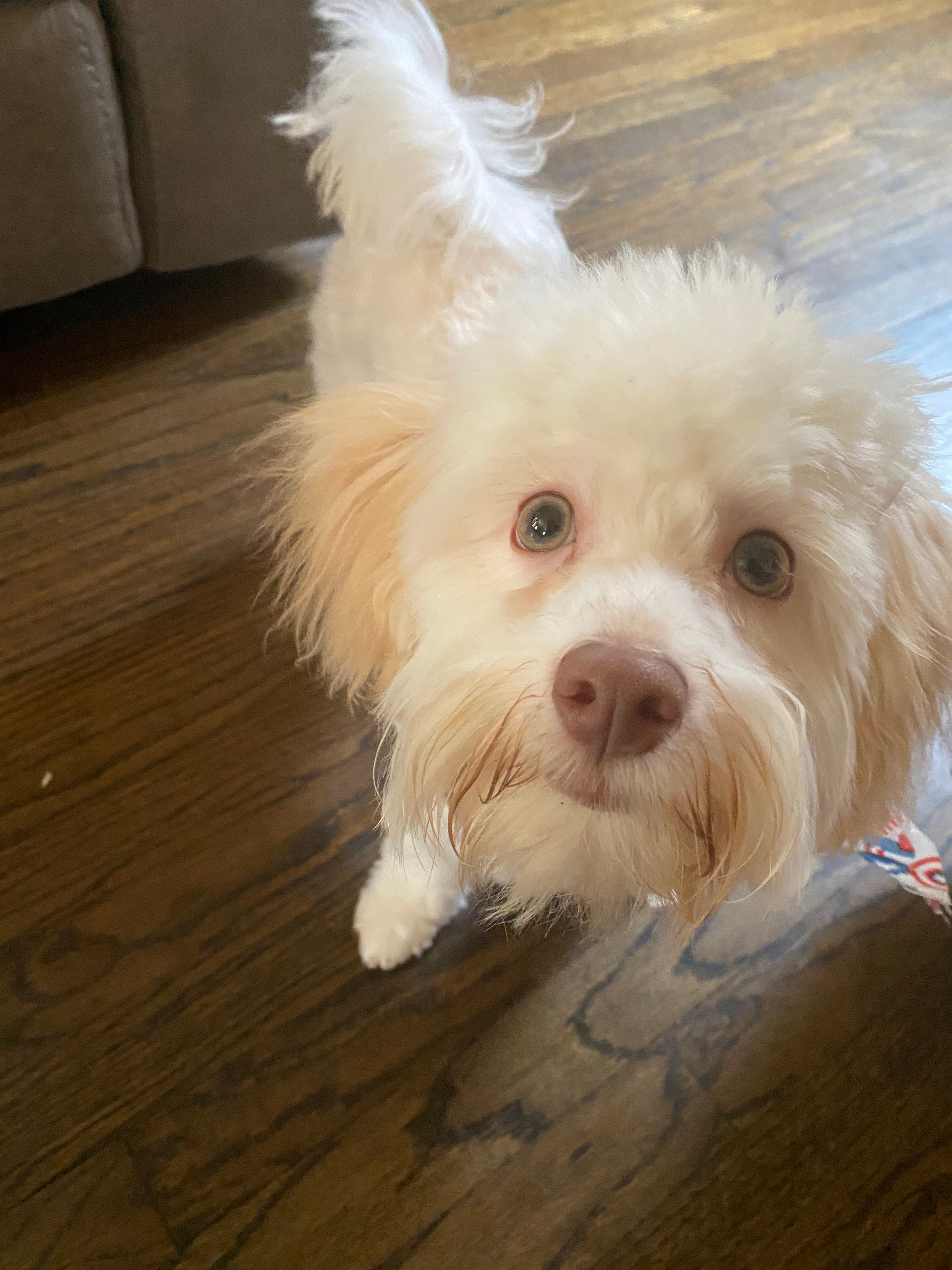 Popular Havanese Baby