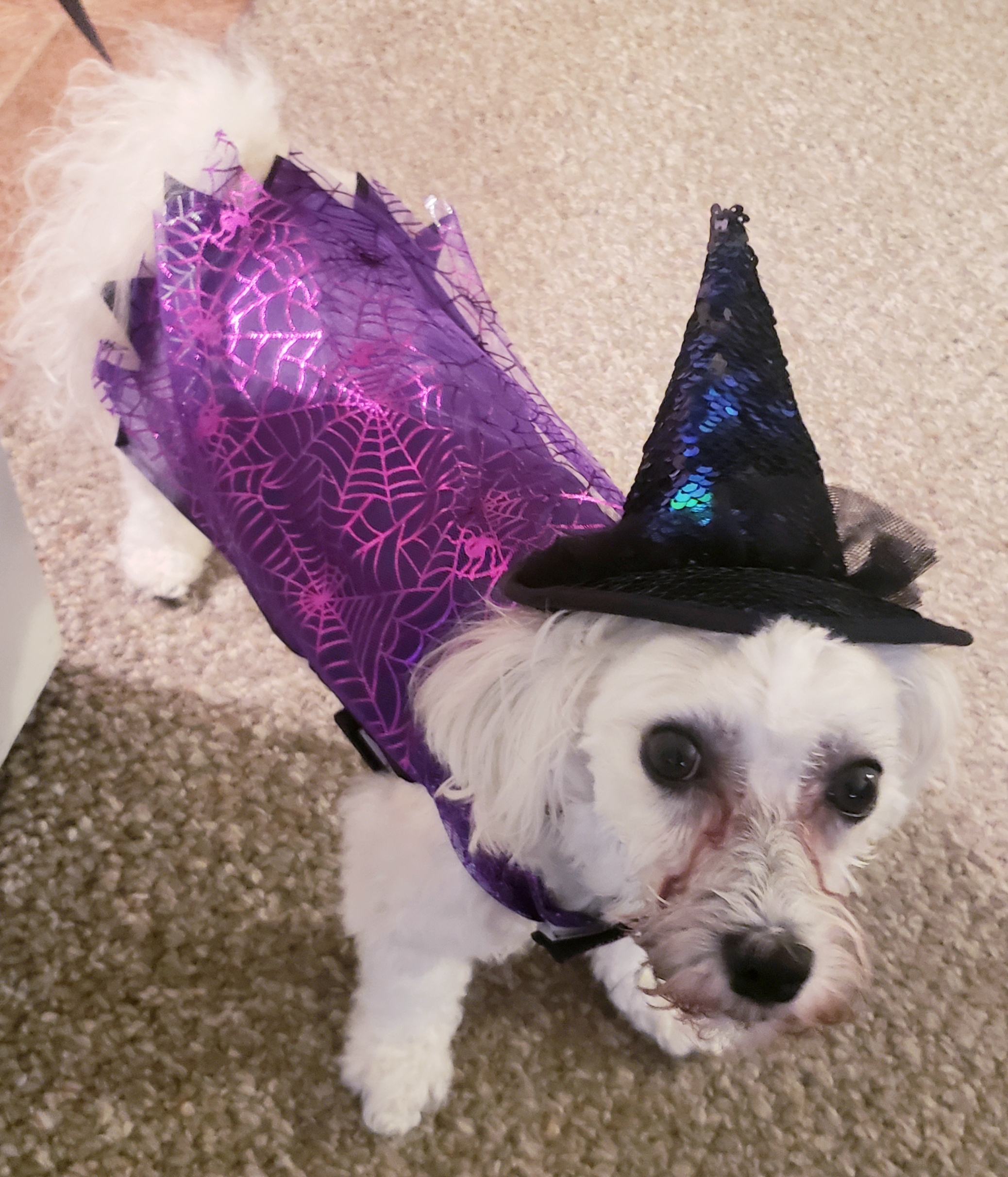 Havanese Puppy for Adoption
