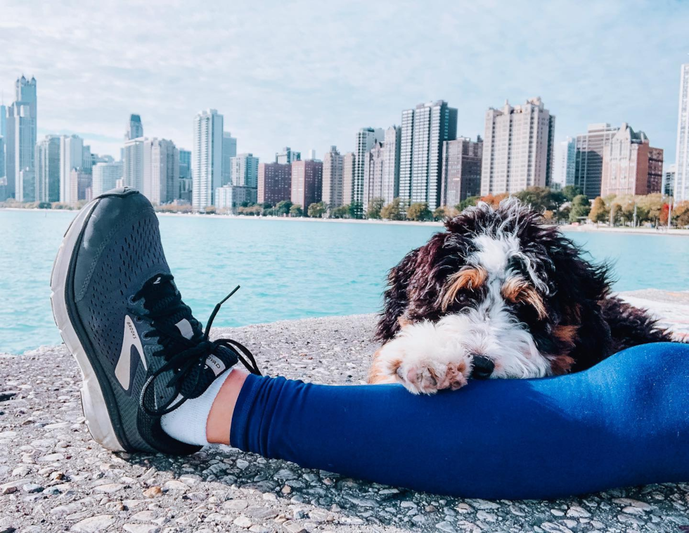 Small Mini Bernedoodle Pup