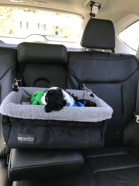 Cavalier King Charles Spaniel