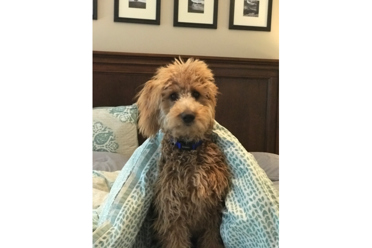 Cute Mini Goldendoodle Baby