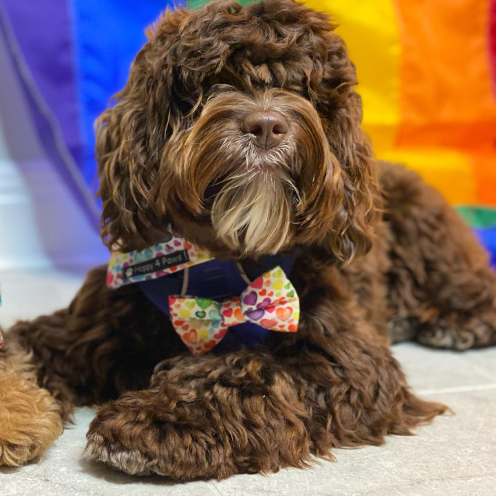 Cute Cockapoo Pup in Kansas City MO